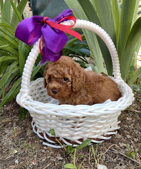 Мальчики и девочка , мальтипу F1