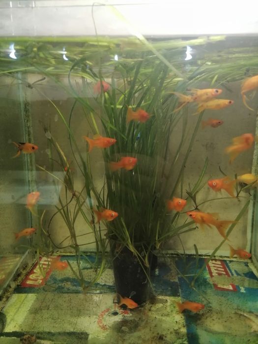 Декоративни рибки