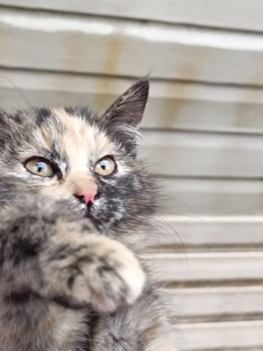 Мохнатое счастье