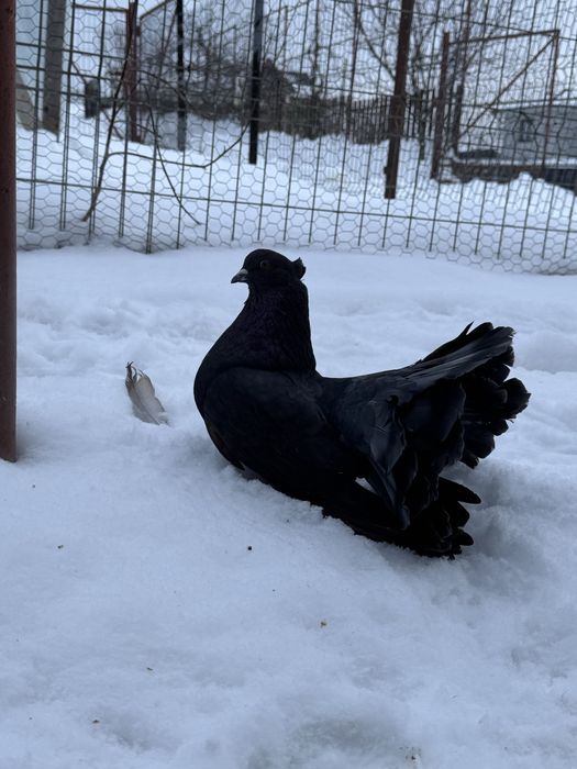 Vand porumbei Voltati Indieni