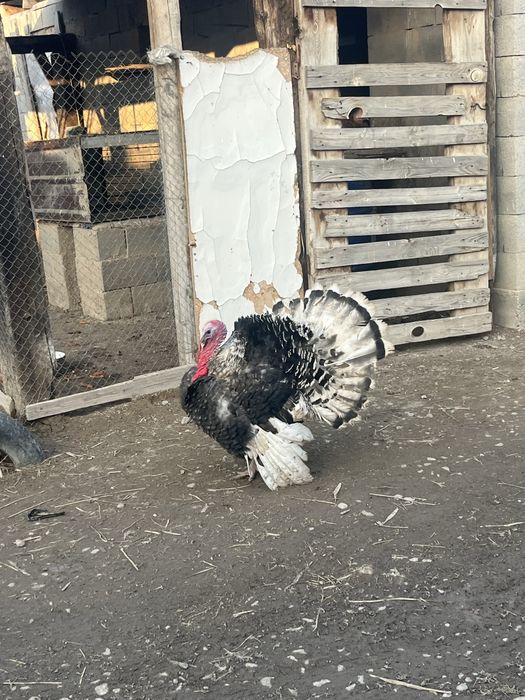 Үйрек сатылады бағасы келісіммен