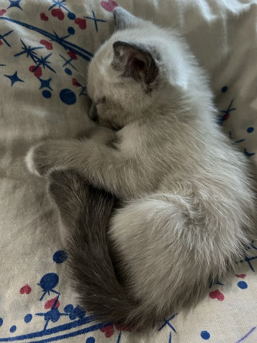 Сиямский котята