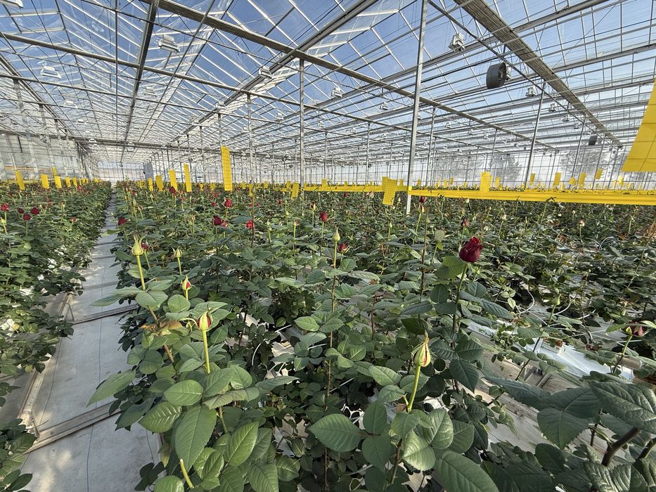 Цветы на прямую с теплицы