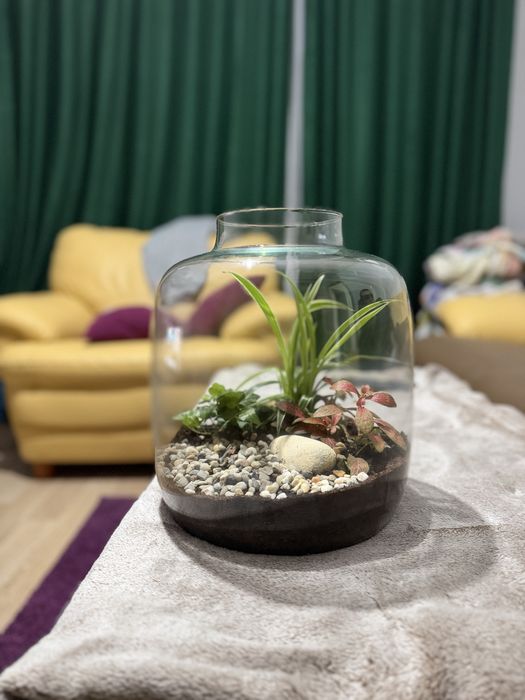 Aranjament plante din sticla