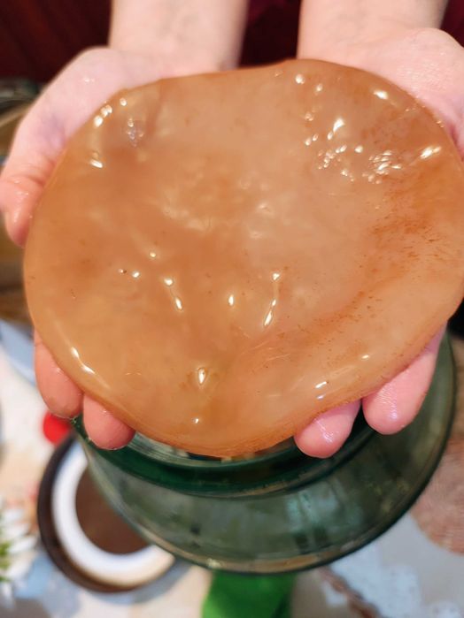 Kombucha starter kit complet zahar sau miere
