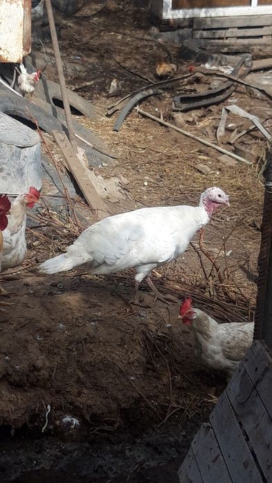 Распродажа домашней птицы
