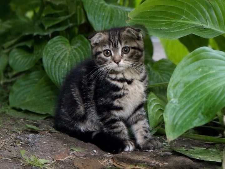 Шотландские котята