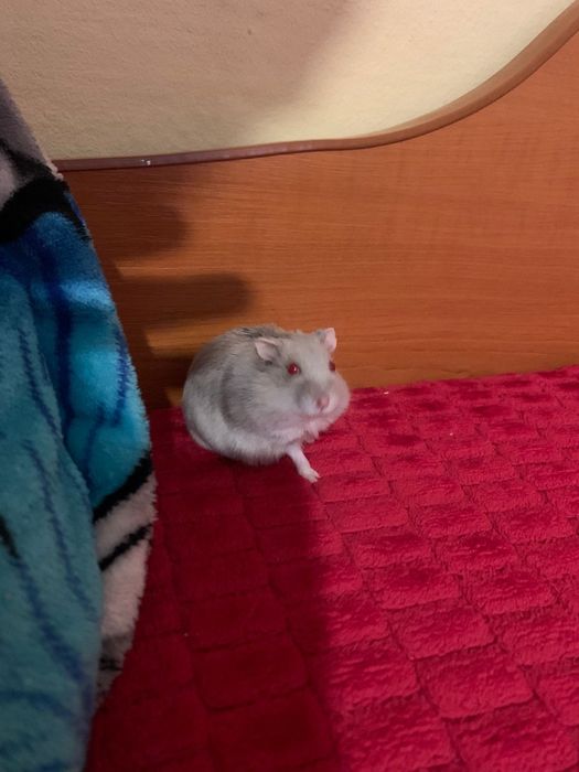 Hamster de vânzare