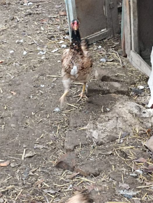 Куланги тавуклар сотилади