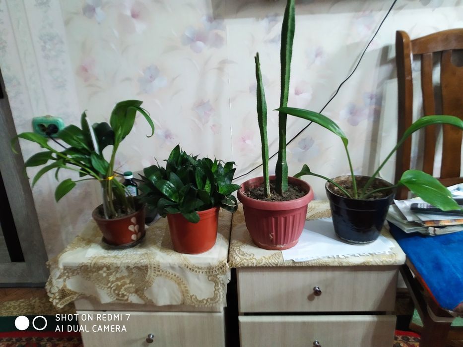 Кактусы на горшке комнатные