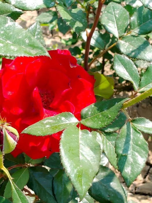 Sifatilik atirgul kochatlari