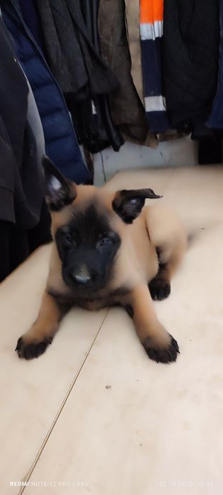 Бельгийские щенята малинуа