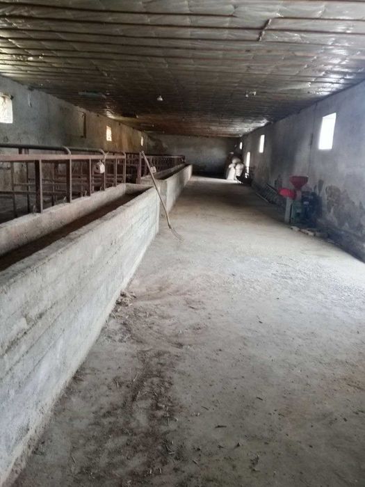 Ferma  sotiladi, 13.3 sotx  40 ta buqa yoki ot boqishga mo'ljallangan