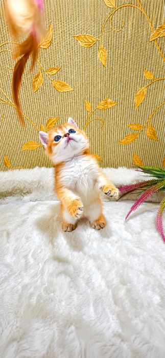 Яркий мандаринчик котенок британский