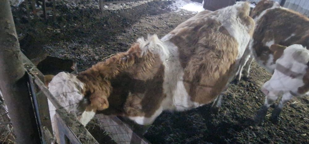 Симентал сиыр қашар сатылады