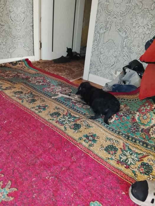 Отдам даром малыша