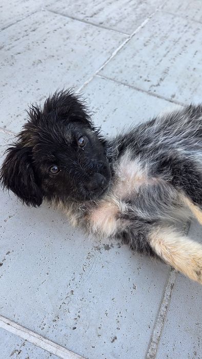 Cățel abandonat pentru adoptie