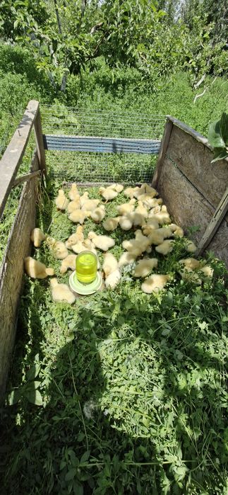 Десятидневные гусята