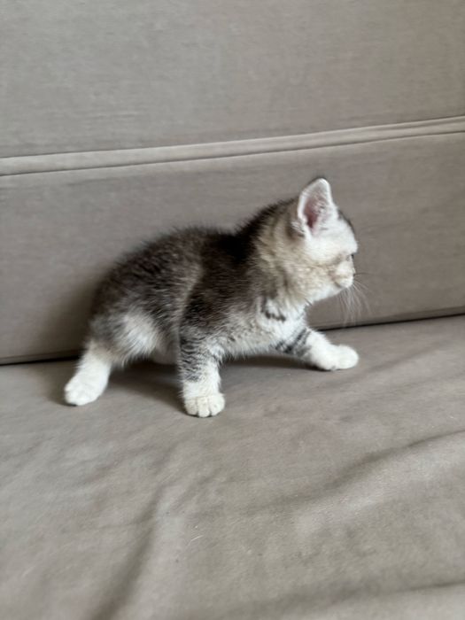 Котенок шотландский
