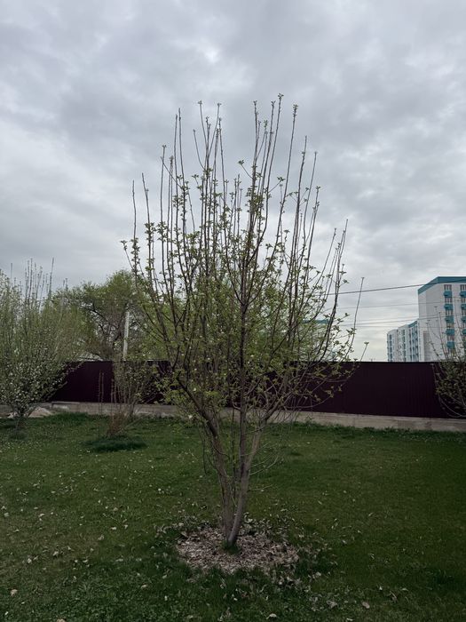 Продам туи, елки, яблони