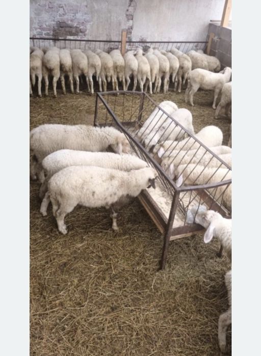 Агне / АГНЕТА за Великден