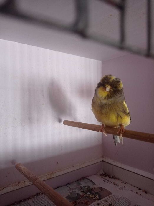 Норвичская канарейка