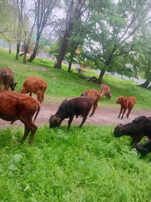 15 бас еркек бузау сатылады