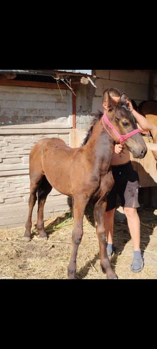 Vand manz metis de friz nr tel