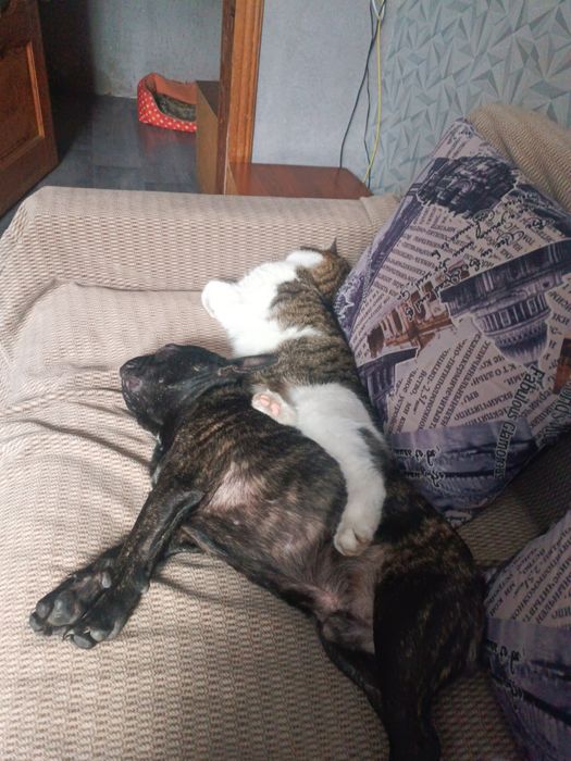 Вязка Бесплатно.