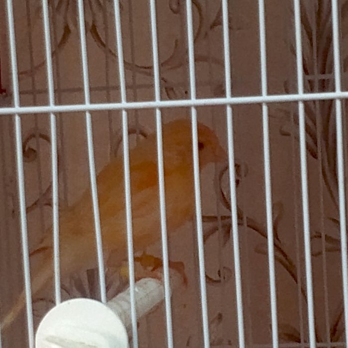 Продаются молодые канарейки самцы