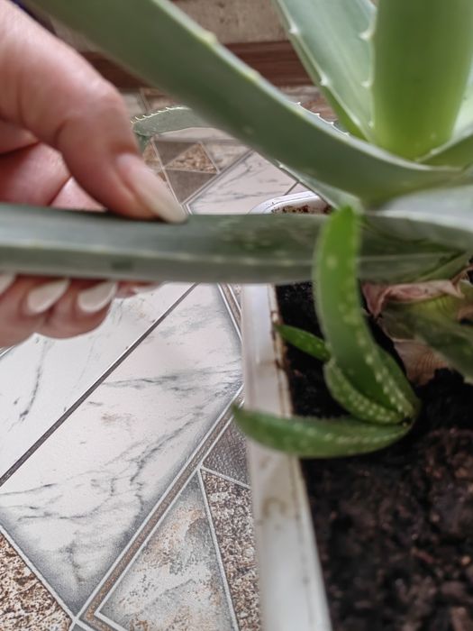 Алоэ. Сто лет без бед.