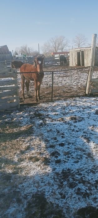 Продам жиребят и