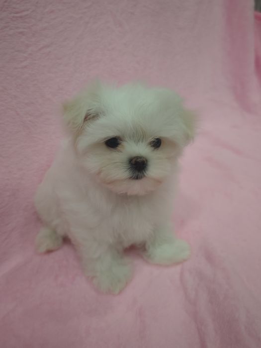 Продам щенков мальтезе