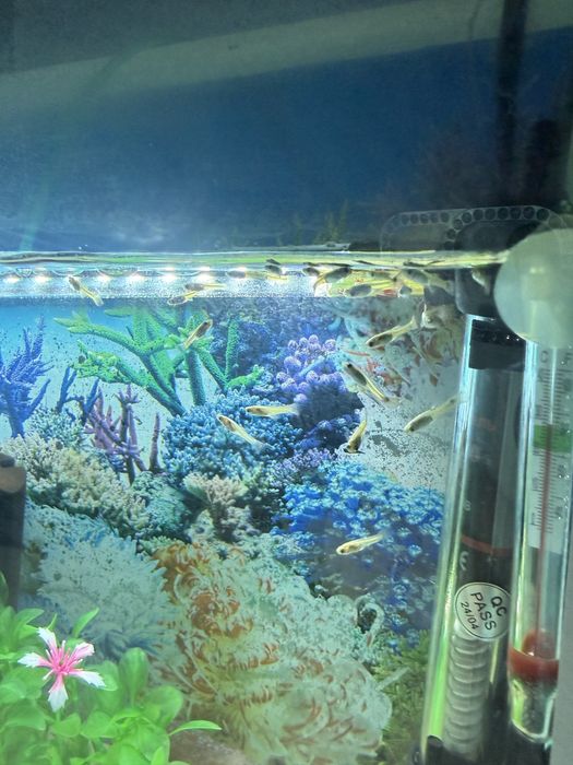 Продам аквариумы с рыбками