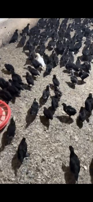 Андижон кора товуклари тухум уругланган