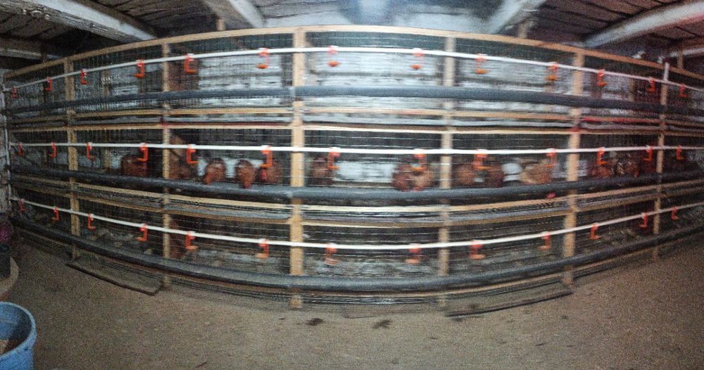 Tovuq nesushkaga qafas