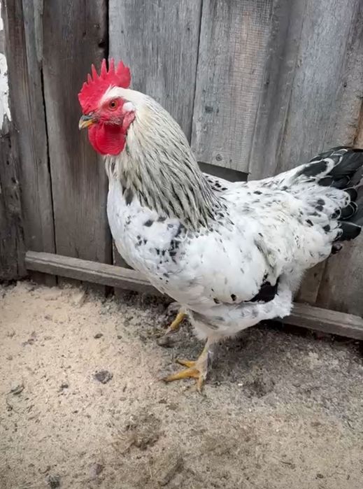 Продам кур несушек и петуха