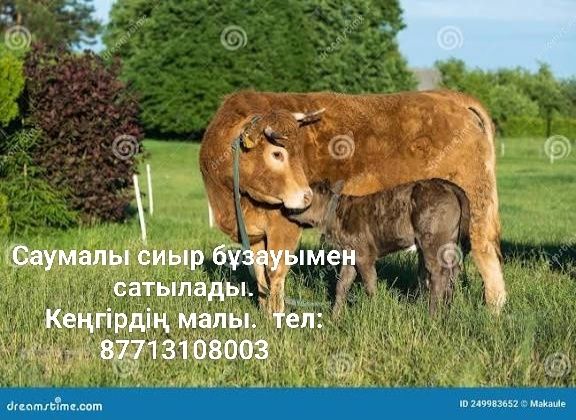 Продам корову с теленком