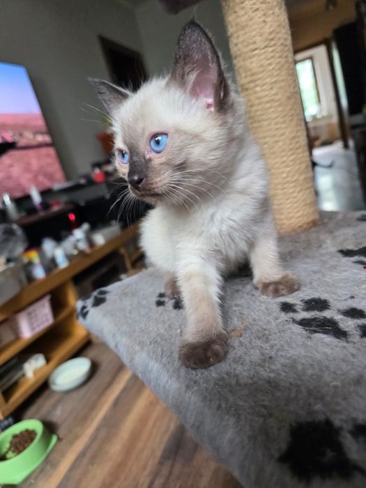 Котята ищут заботливых хозяев