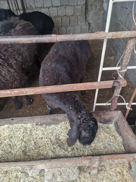 Куйлар  сотилади