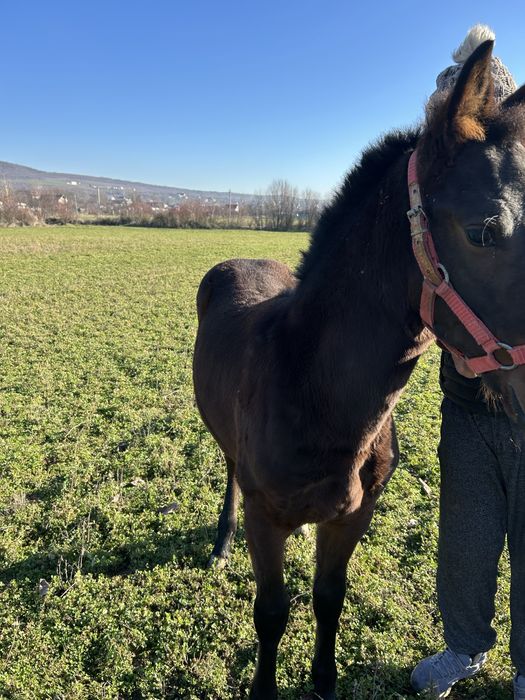 Vand iapa cu manza friz