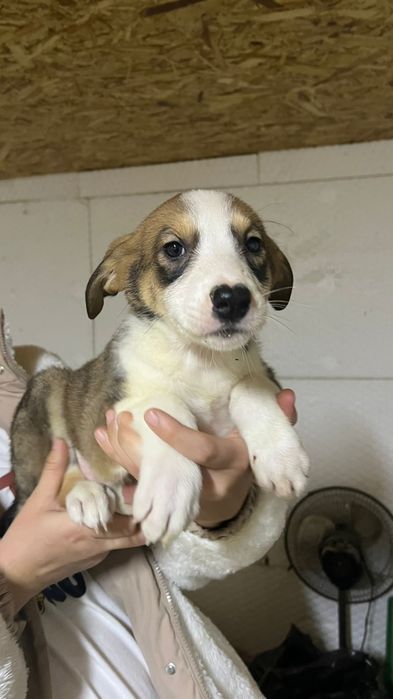 Щенята в добрые руки