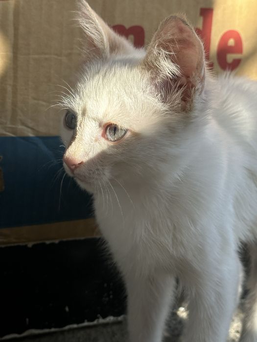 Котенок в добрые руки