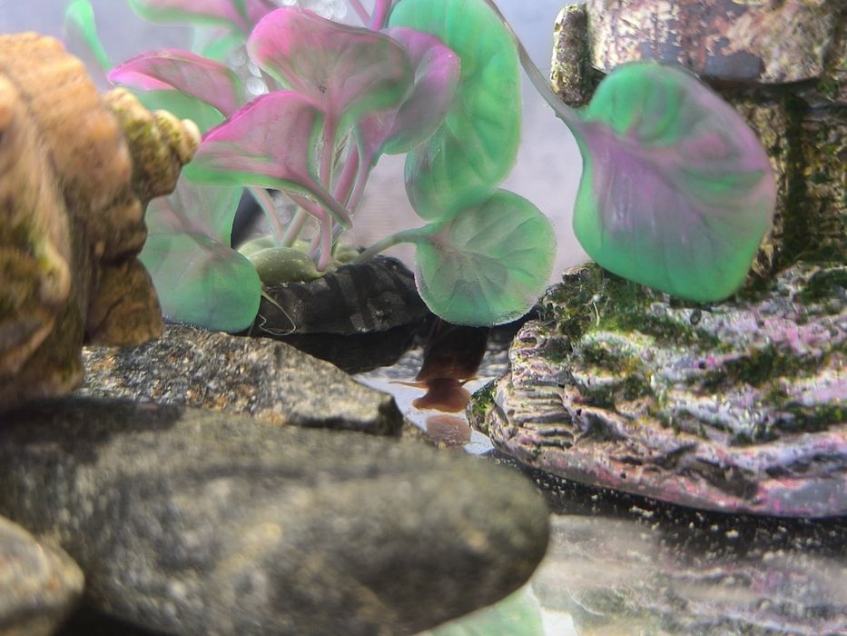 Продам аквариум с рыбками и улиткой 15500