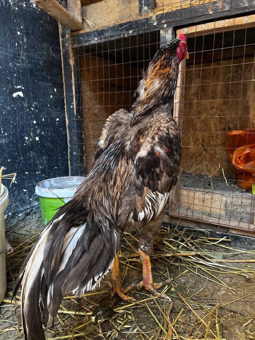 Чистоган дакан на продажу