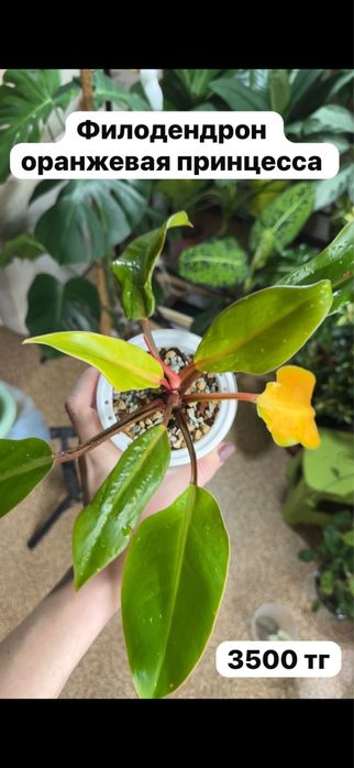 Комнатные растения