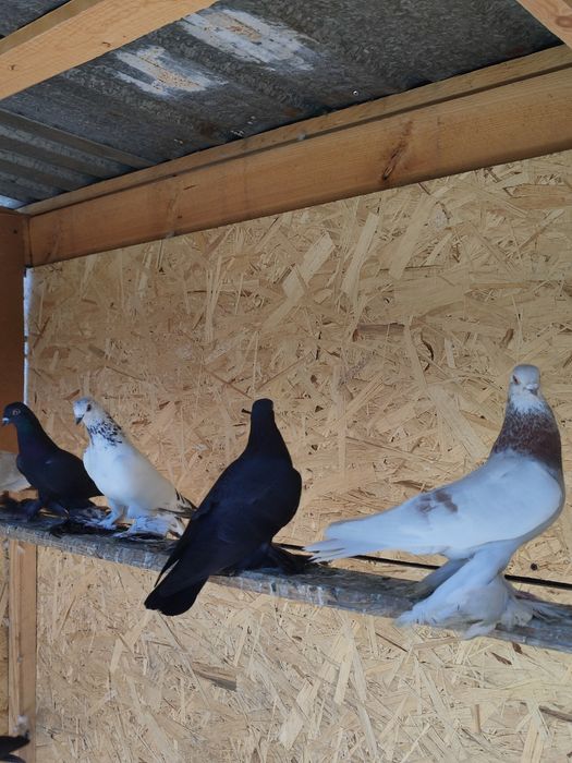 Продаж голубей разные