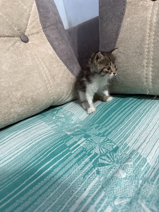 Отдам котенка даром в хорошии руки!