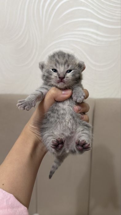 котята котята котята