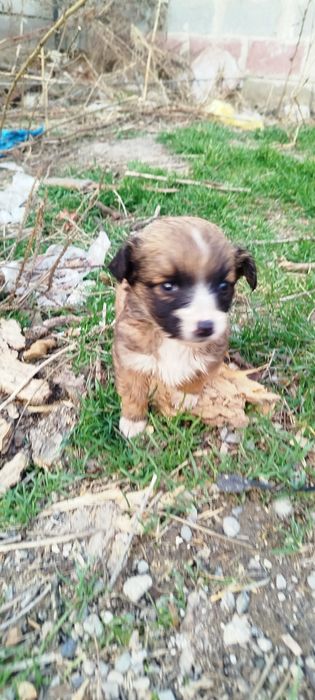 Отдам в хорошие руки щенков